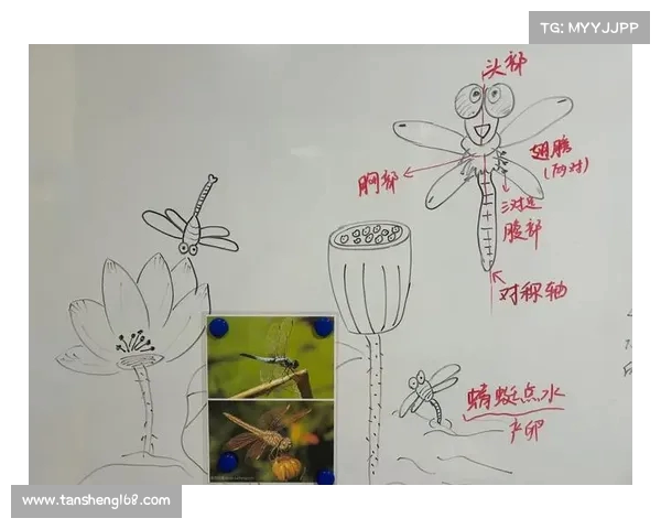 小鸟球的奇妙世界:探索自然界中最具灵性的小型飞行者及其生态奥秘 小鸟球的奇妙世界:探索自然界中最具灵性的小型飞行者及其生态奥秘
